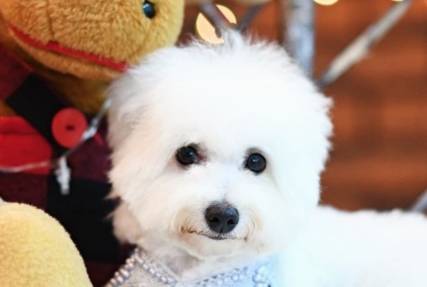 Historical Facts About Bichon Frises You Might Not Know Pet Reader