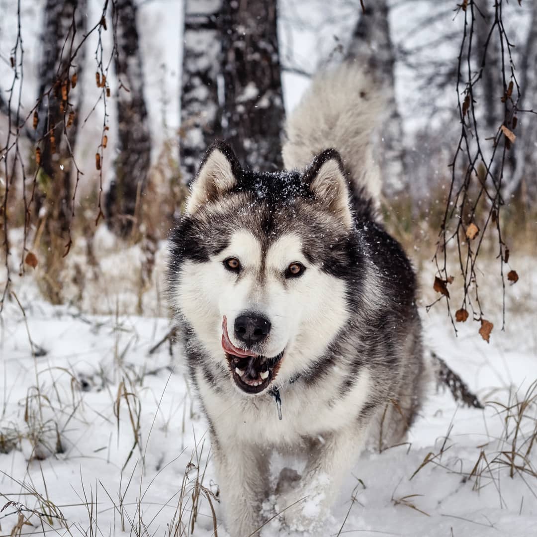 16+ Historical Facts About Alaskan Malamutes You Might Not Know | Pet ...