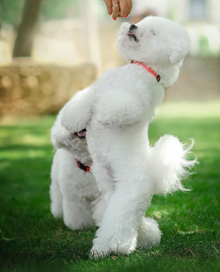 Historical Facts About Bichon Frises You Might Not Know Pet Reader