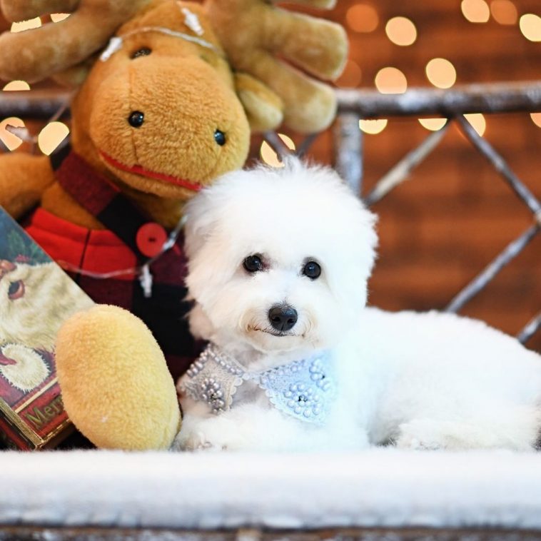 Historical Facts About Bichon Frises You Might Not Know Pet Reader