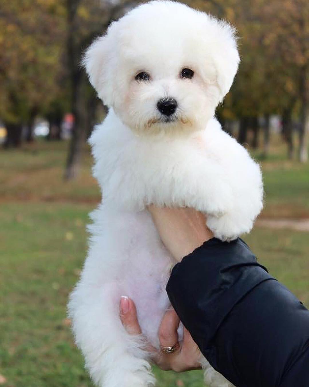 Historical Facts About Bichon Frises You Might Not Know Page Of