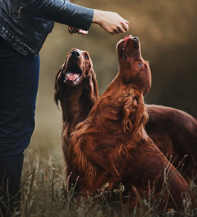 15+ Facts About Raising and Training Irish Setters Pet Reader