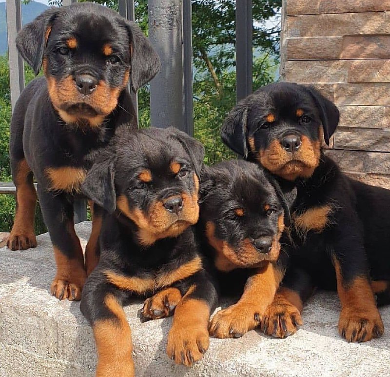 14+ Reasons Why You Should Never Own Rottweiler Dogs | Pet Reader