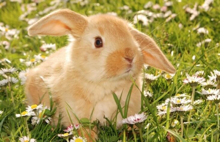 Encephalitozoonosis in Rabbits | Pet Reader