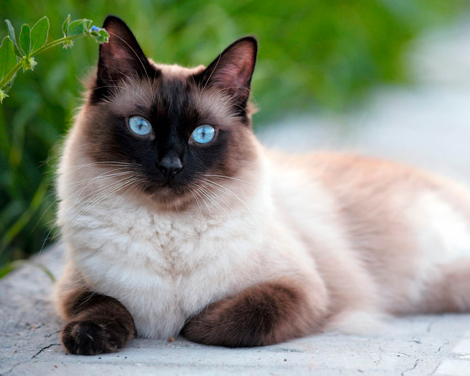 Порода кошек карат фото и описание