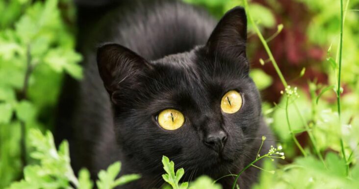 Bombay Cat: Breed Information & Characteristics | Pet Reader