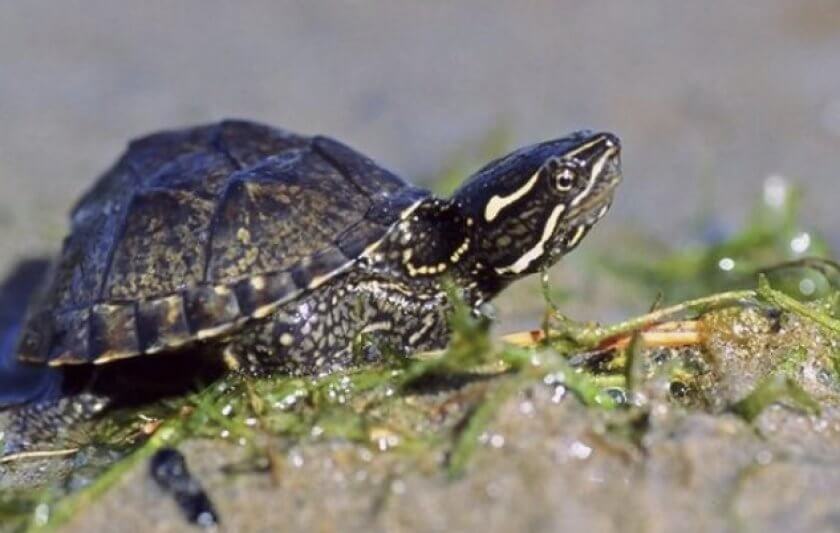 Sternotherus odoratus