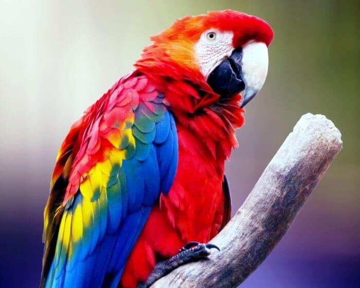 Macaw Parrots: Interesting Facts About the Beautiful Jungle Birds | Pet ...