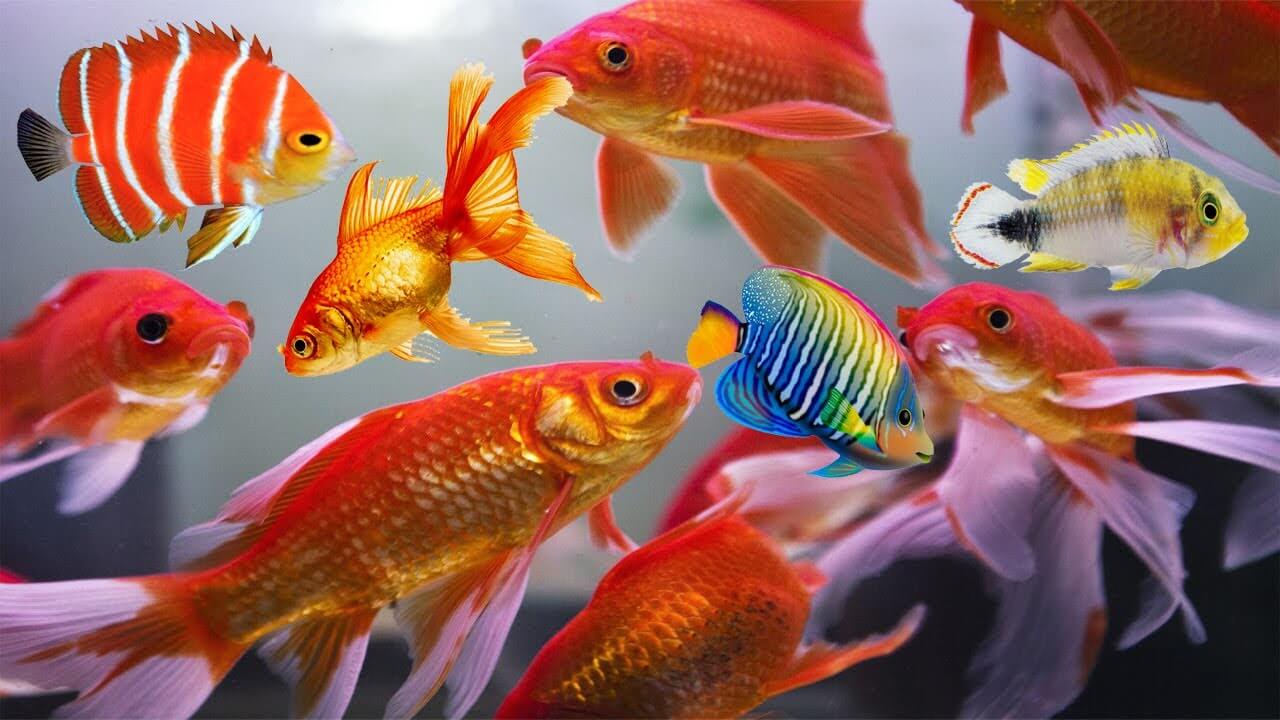 Ornamental Fish: Tips on Buying and Transporting | Pet Reader