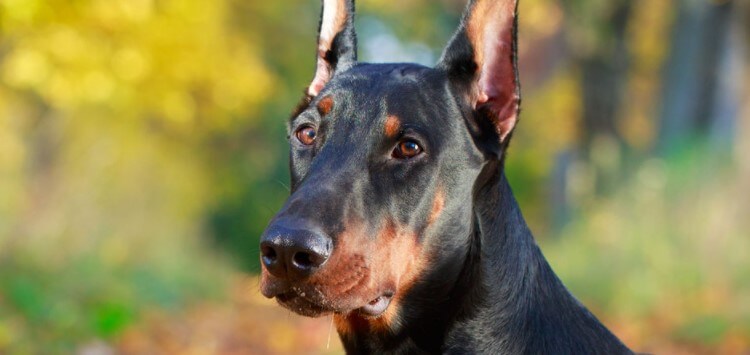 Doberman: Temperament, Size, Life Expectancy | Pet Reader