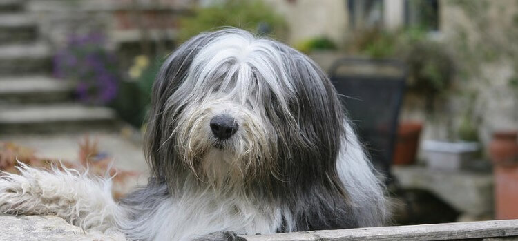 Bearded Collie: Temperament, Size, Life Expectancy | Pet Reader