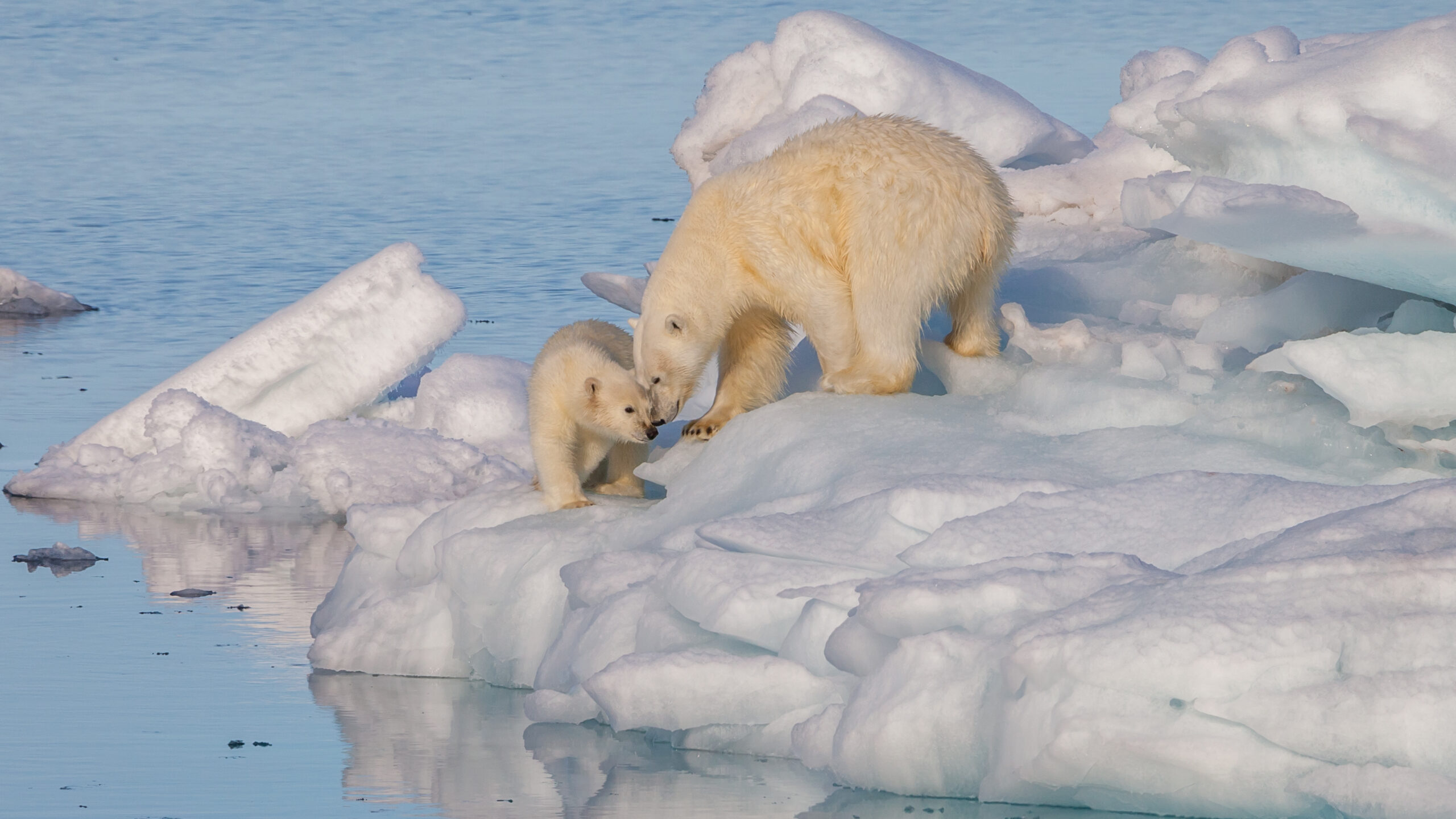 Полярные медведи (Ursus maritimus).