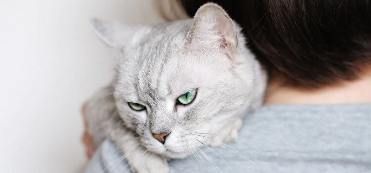 Does Your Cat Suffer From Stress? Recognize Symptoms Pet Reader