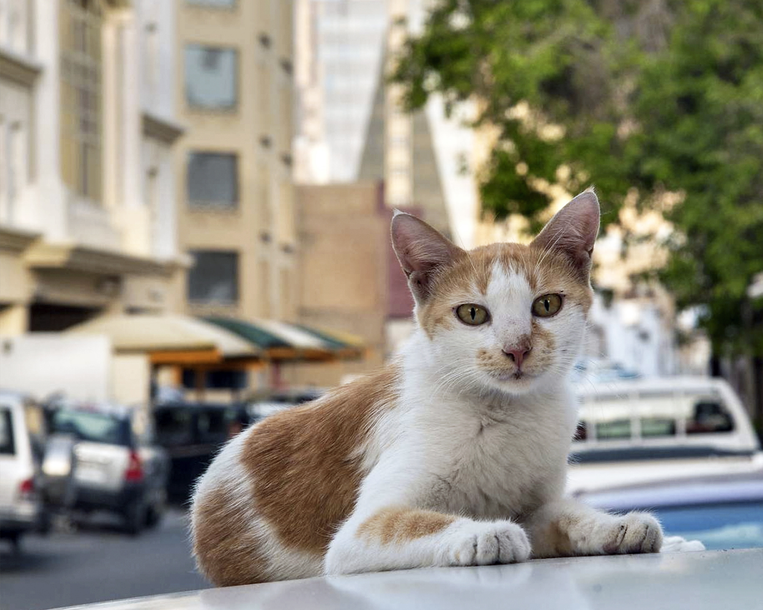 Аравийский мау. Арабская МАУ порода кошек. Аравийский МАУ котенок. Порода кота Аравийский МАУ. Аравийские МАУ рыжие коты.