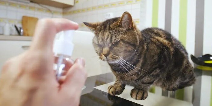 Are Water Guns & Spray Bottles Useful for Naughty Cats? Pet Reader