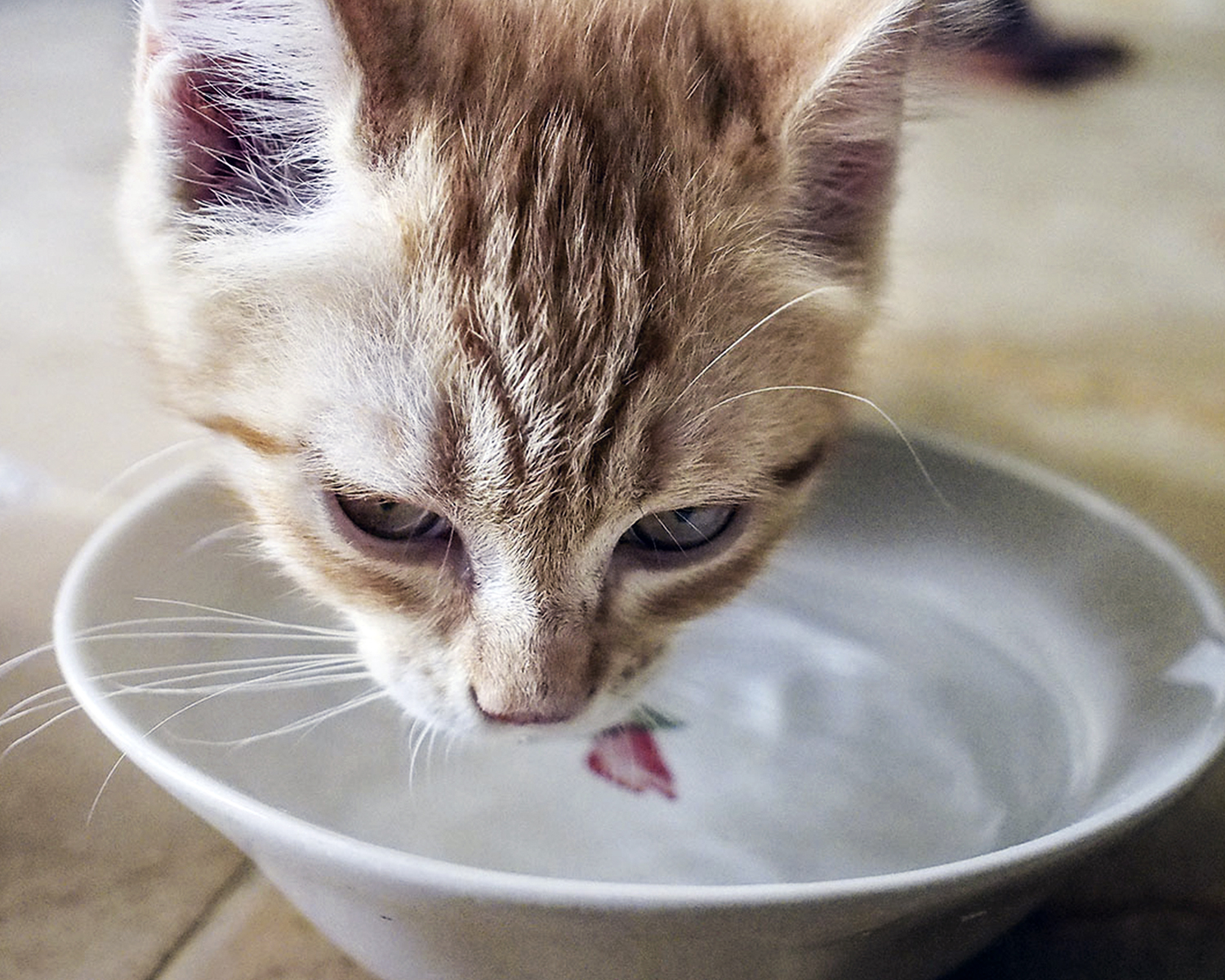 Кошка вода нос. Миски для котят. Кот лакает молоко. Кошка пьет из миски. Котик в миске с молоком.
