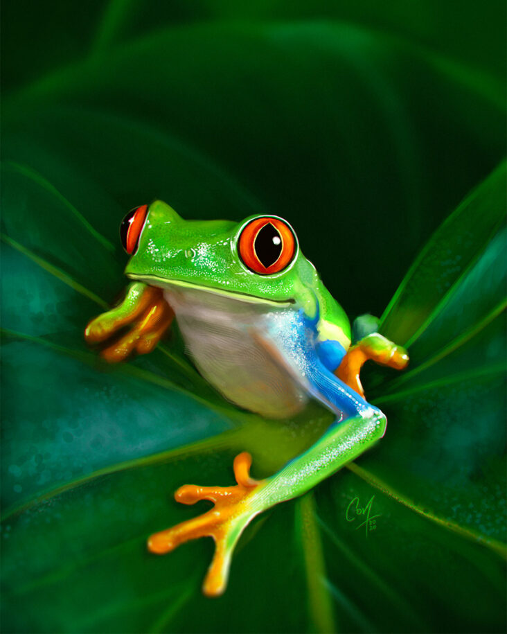 red-eyed-tree-frog-pet-reader