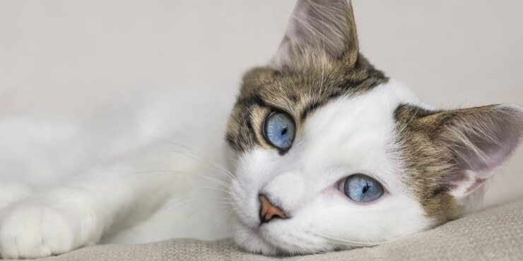 Symptoms of Hepatic Insufficiency in Cats | Pet Reader
