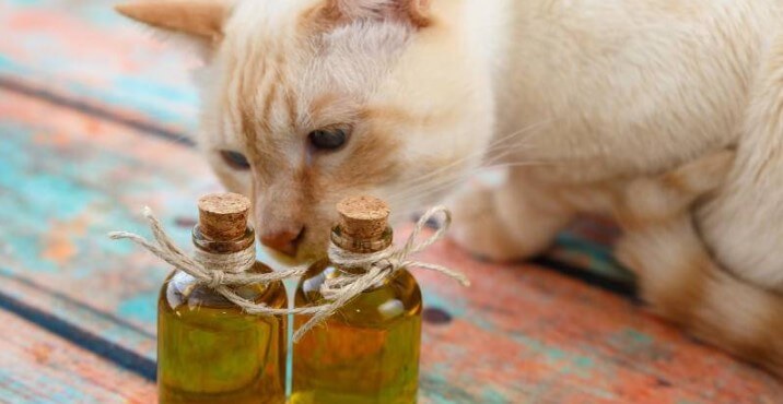 Fish Oil for Cats Healthy Supplement? Pet Reader