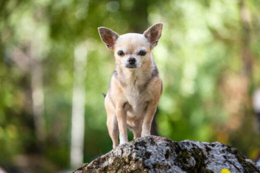 Chihuahua Breed – Facts and Personality Traits | Pet Reader