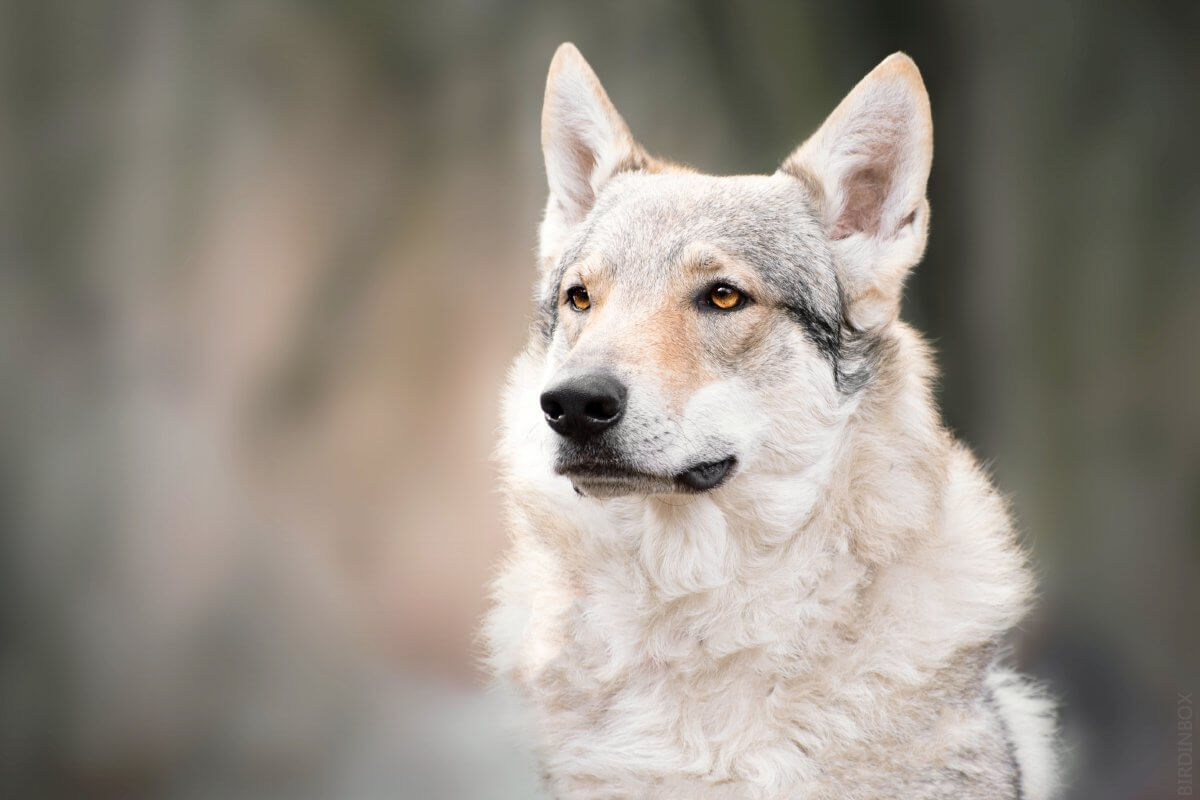 21 Interesting Facts About Czechoslovakian Wolfhounds You Probably Didn ...