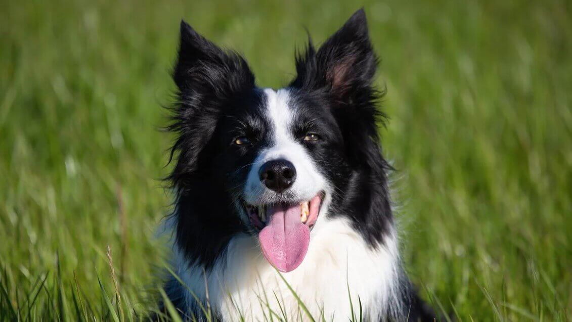 18 Interesting Facts About Border Collies You Probably Didn't Know ...