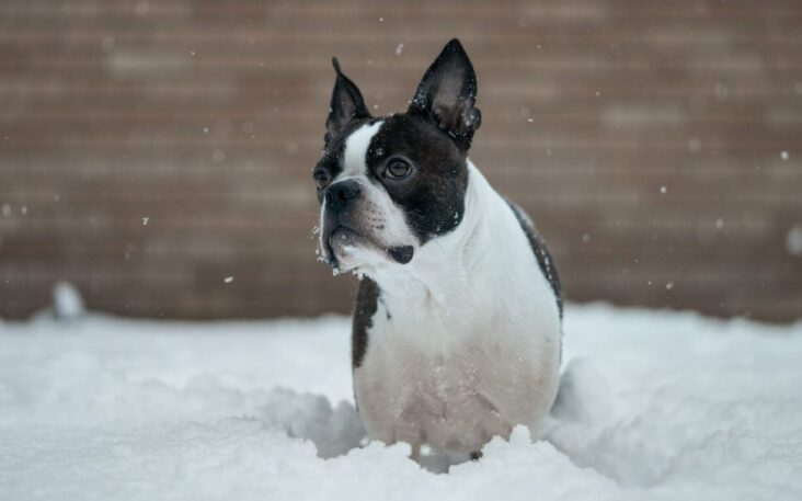 10 Boston Terrier Facts So Interesting You’ll Say, “OMG!” | Pet Reader