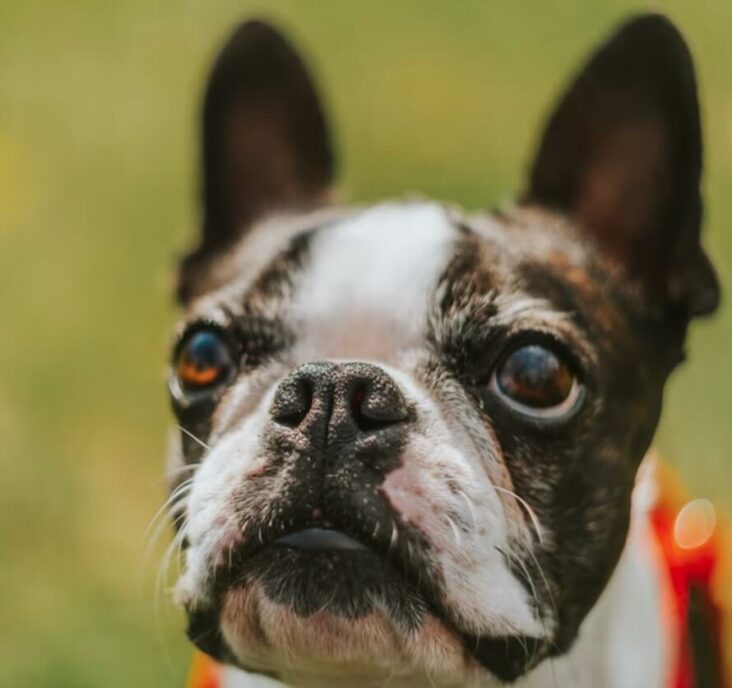 12 Interesting Facts About Boston Terriers You Probably Didn't Know ...