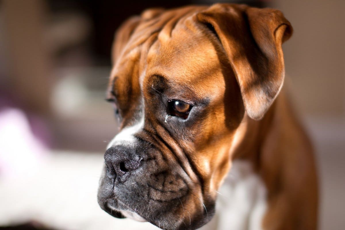 15 Interesting Facts About Boxer Dogs That Will Blow Your Mind | Page 5 ...