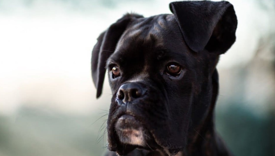15 Interesting Facts About Boxer Dogs You Probably Didnt Know Pet Reader
