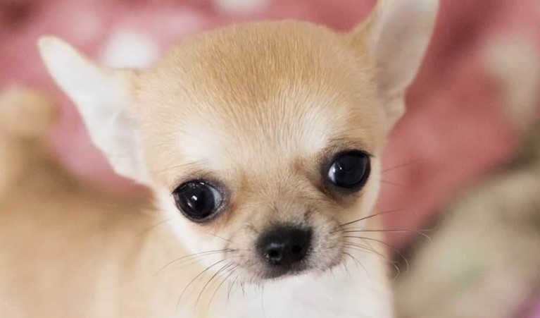 18 Interesting Facts About Chihuahuas You Probably Didn’t Know | Pet Reader
