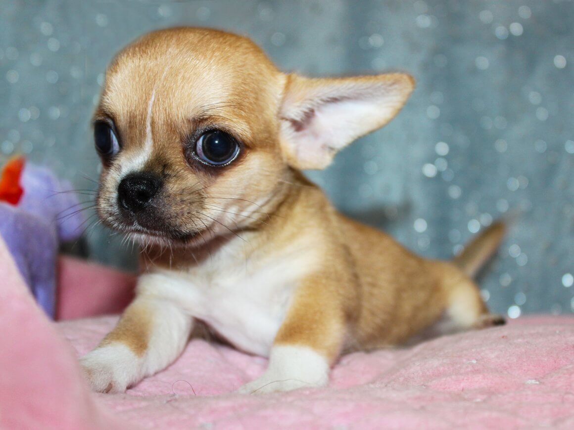 18 Interesting Facts About Chihuahuas You Probably Didn’t Know | Pet Reader