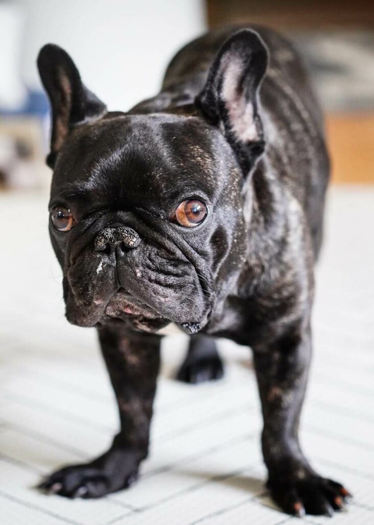 10 Interesting Facts About French Bulldogs You Probably Didn't Know ...