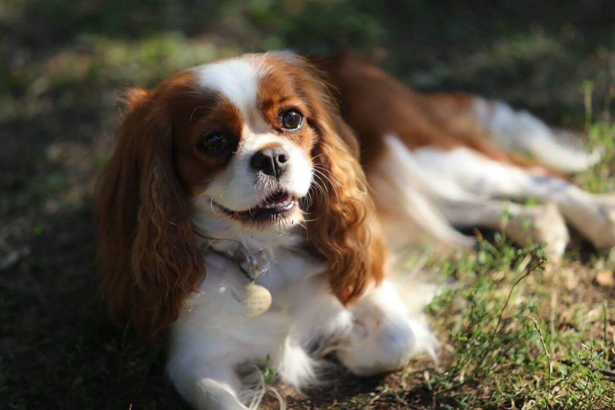 15 Cavalier King Charles Spaniel Facts So Interesting You’ll Say, “OMG ...