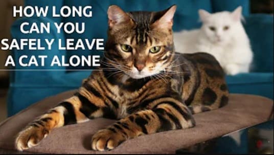How Long Can You Leave a Cat Alone? Pet Reader