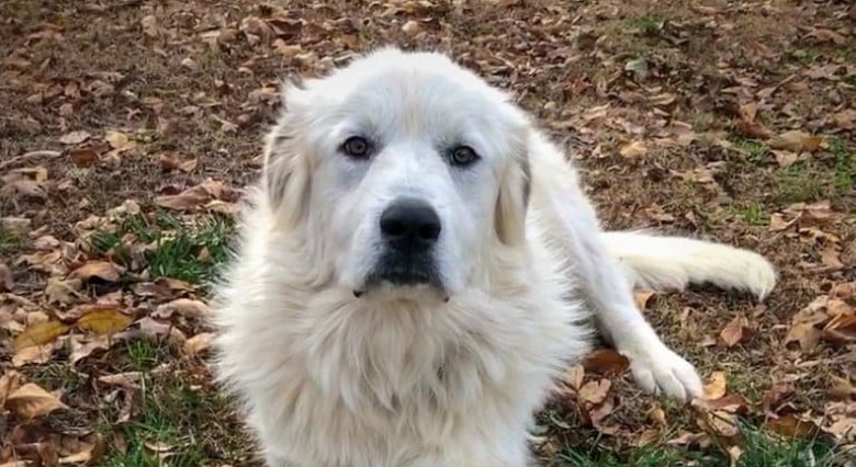 can you cut a great pyrenees hair