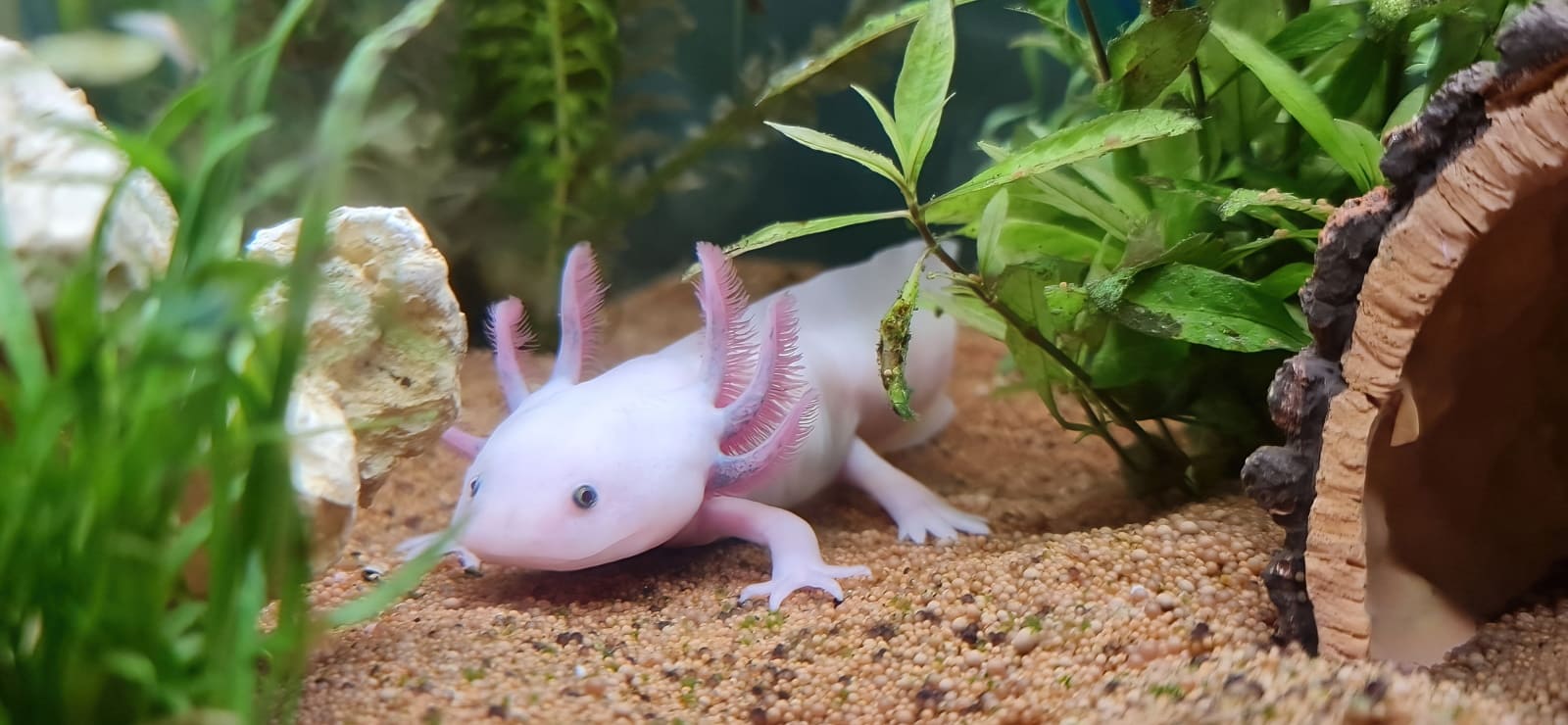 How Much Do Axolotls Cost Where To Buy Axolotl Baby P - vrogue.co