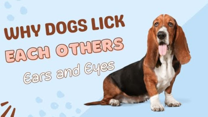 Why Do Dogs Lick Other Dogs Eyes? | Pet Reader