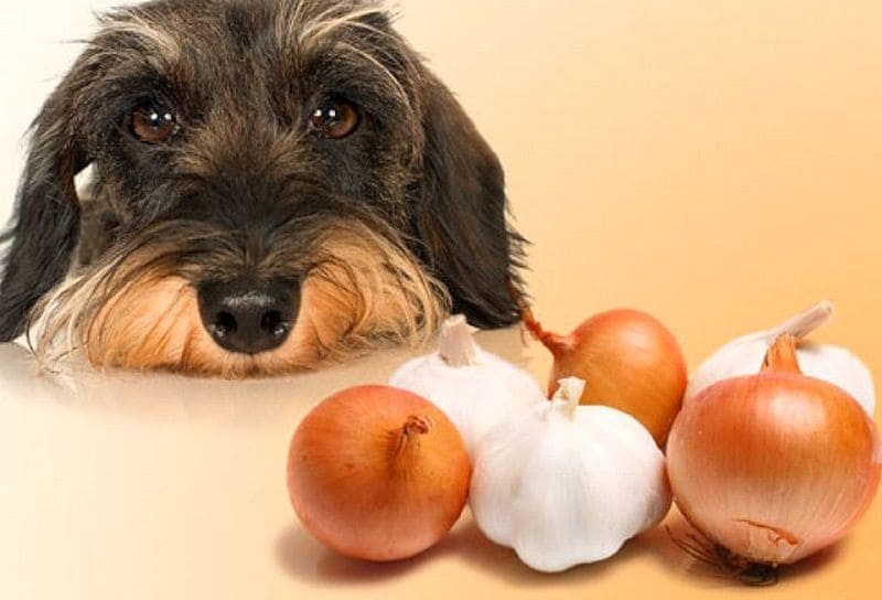 how much garlic powder is bad for dogs