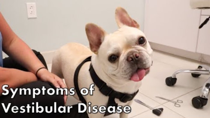 how do you treat vestibular syndrome in dogs