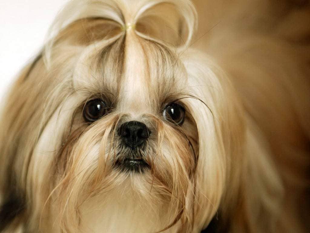 17 Dog Breeders of Shih Tzu in Massachusetts (MA) | Pet Reader