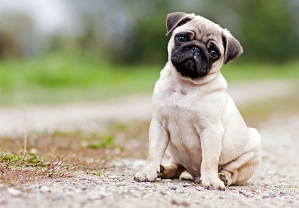 How to Train a Pug? | Pet Reader
