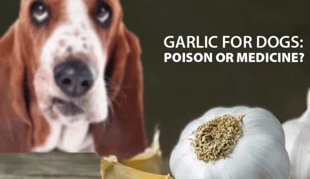 are garlic knots bad for dogs