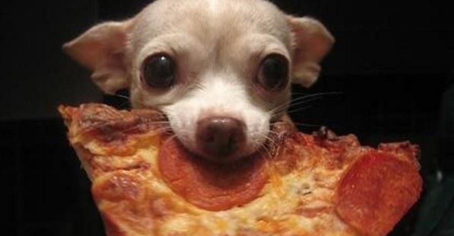 is pepperoni pizza good for dogs