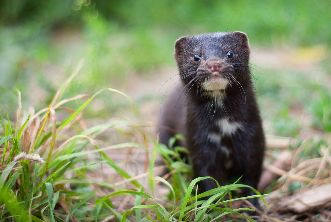 What Is A Mink? | Pet Reader