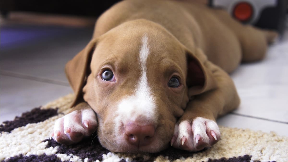 Mon chien a vomi des morceaux durs blancs | Lecteur pour animaux de compagnie