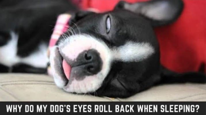 Why Do My Dog's Eyes Roll Back When Sleeping? | Pet Reader