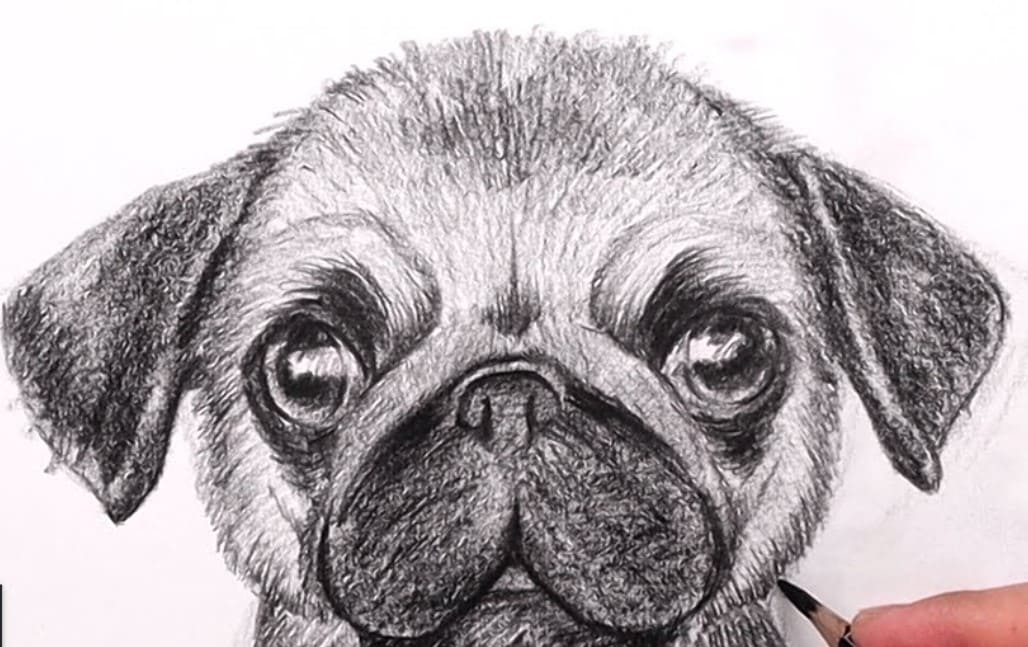 How To Draw A Pug Pet Reader