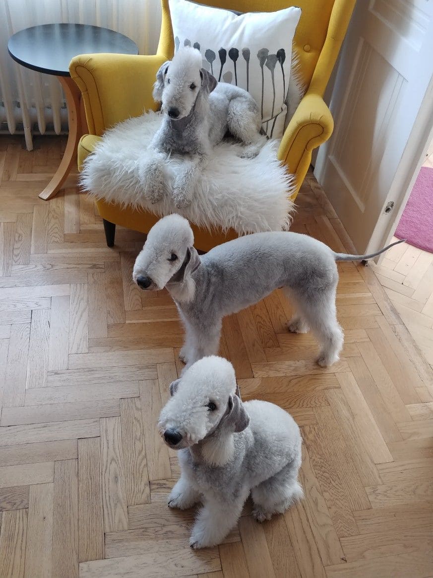 15 Intriguing Facts About Bedlington Terriers You Must Know Pet Reader