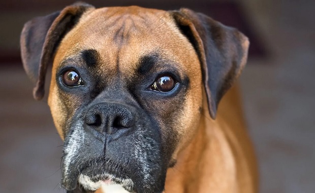 50 Badass Boxer Dog Names | Pet Reader